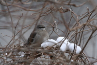 Northern Mockingbird (<i>Mimus polyglottos</i>)
