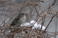 Northern Mockingbird (<i>Mimus polyglottos</i>