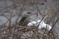 Northern Mockingbird (<i>Mimus polyglottos</i>