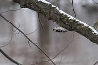Downy Woodpecker (<i>Picoides pubescens</i>)