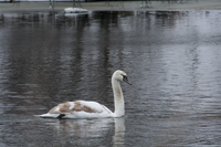 Mute Swan (<i>Cygnus olor</i>)