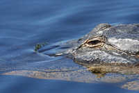 loxahatchee alligator
