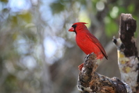 loxahatchee cardinal