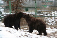 Sibiu zoo 